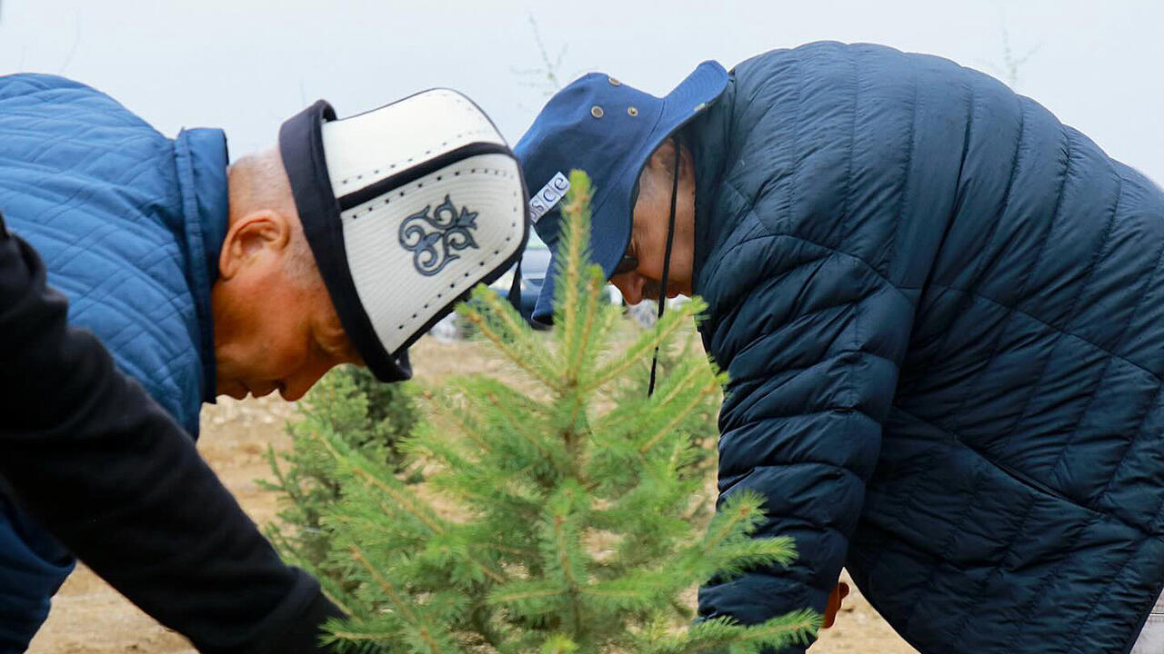 Two people in blue jackets planting a small evergreen tree in a sandy area, wearing hats and gloves.